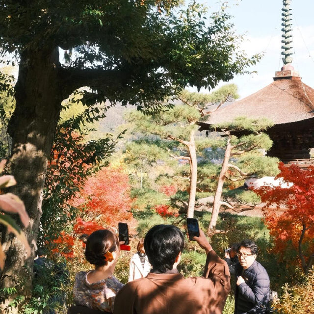 京都 ｜紅葉濃度最盛 絕美的嵐山路線