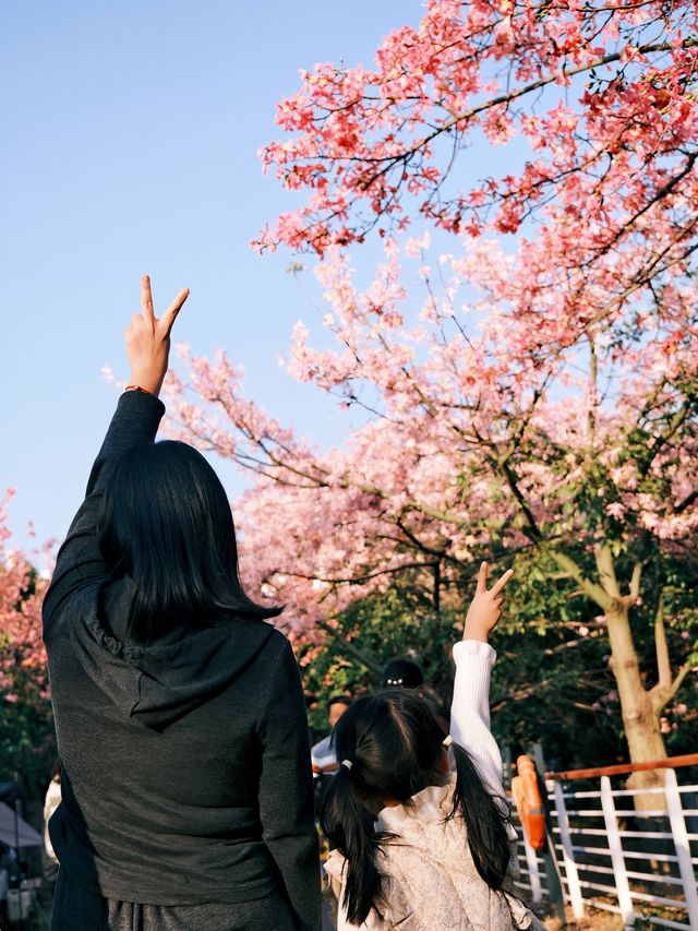 周末去哪兒|去大觀濕地公園定格秋日浪漫生活