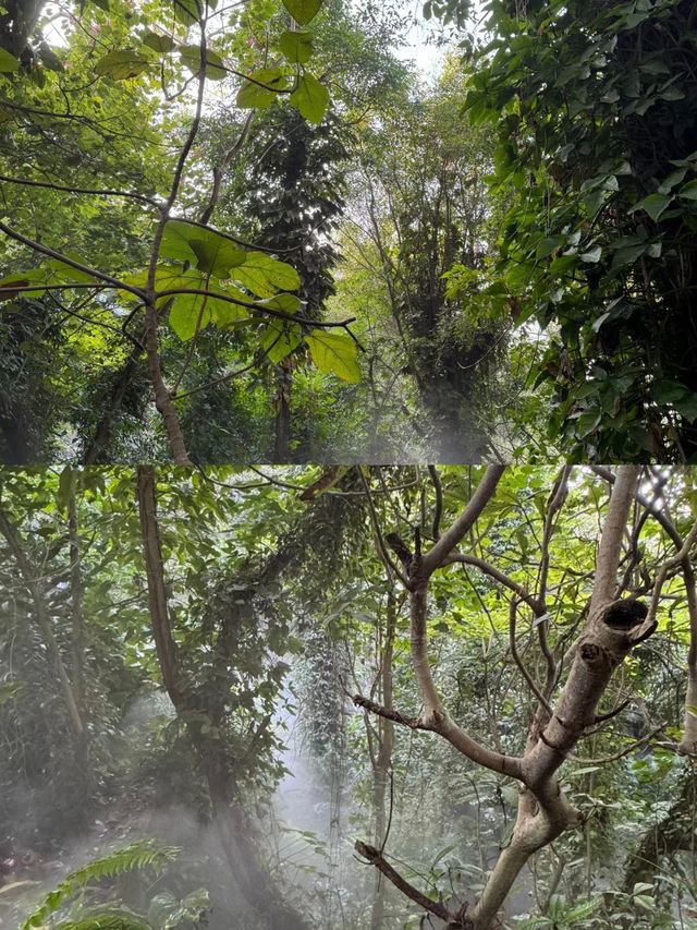 廈門園林植物園旅行攻略