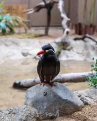 塔爾薩動物園：精彩的野生動物探險之旅 