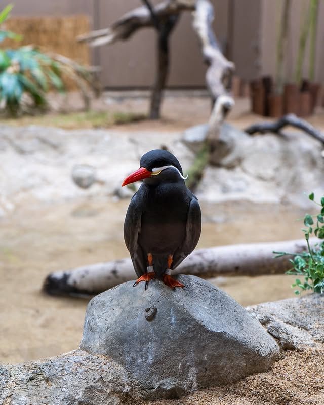 塔爾薩動物園：精彩的野生動物探險之旅 