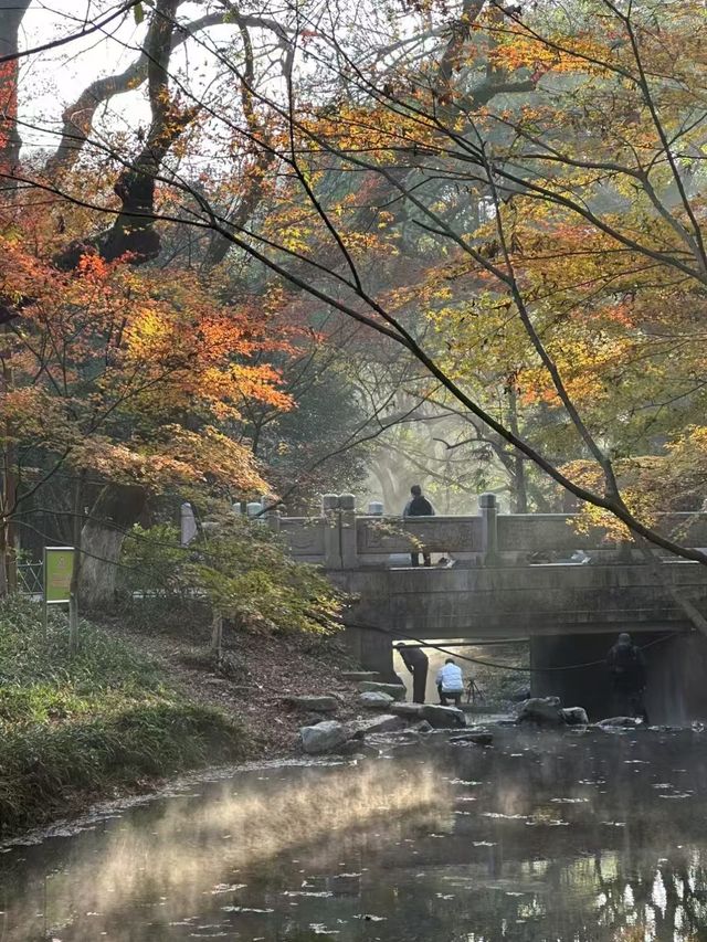 360°森林氧吧雅適（西湖風景名勝區店）