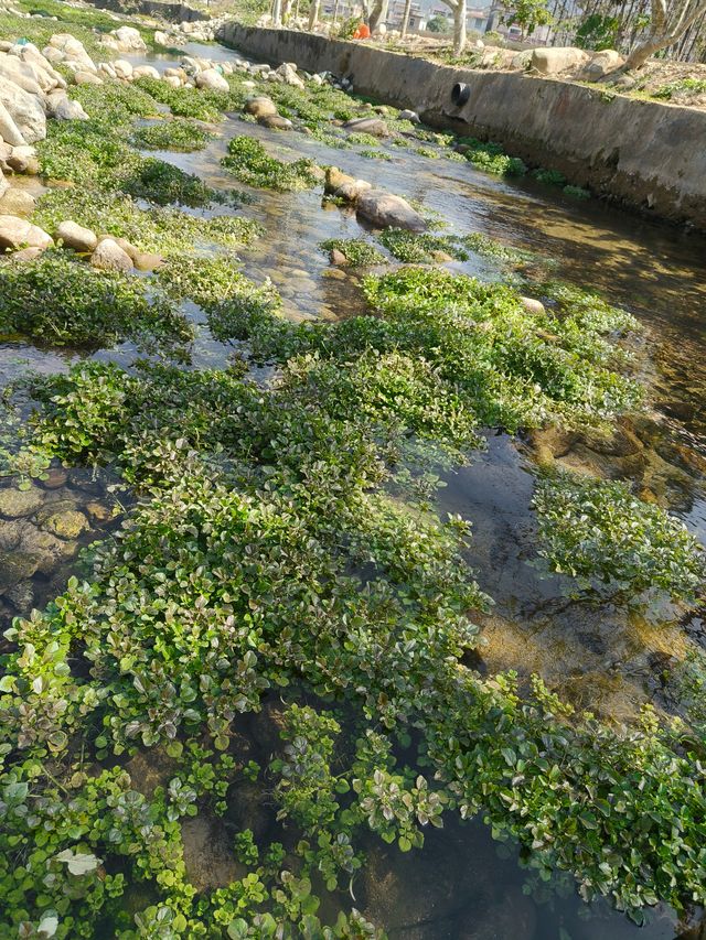 雲浮江門賞花2天遊