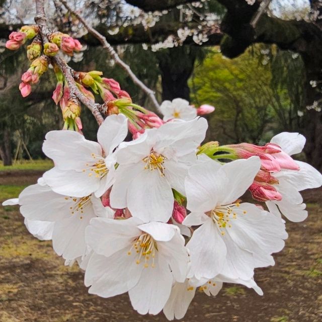 Chasing Japan Cherry Blossom Version 2024