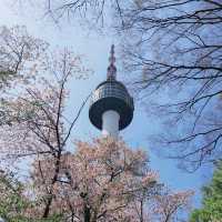 Best Cherry Blossam spots in South Korea 🌸🇰🇷