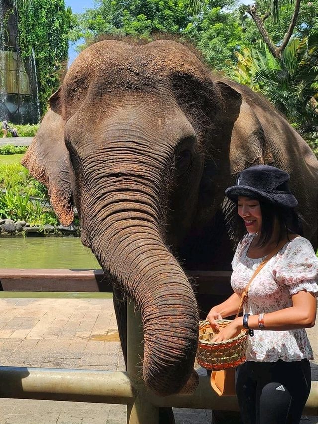 🇮🇩 Elephant Expedition in Bali, Indonesia