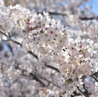 Sakura in Love Tokyo