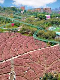  A Haven for Manga Enthusiasts Manhua Manor Chengdu 