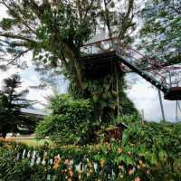 Three must-do activities at Sabah Tea