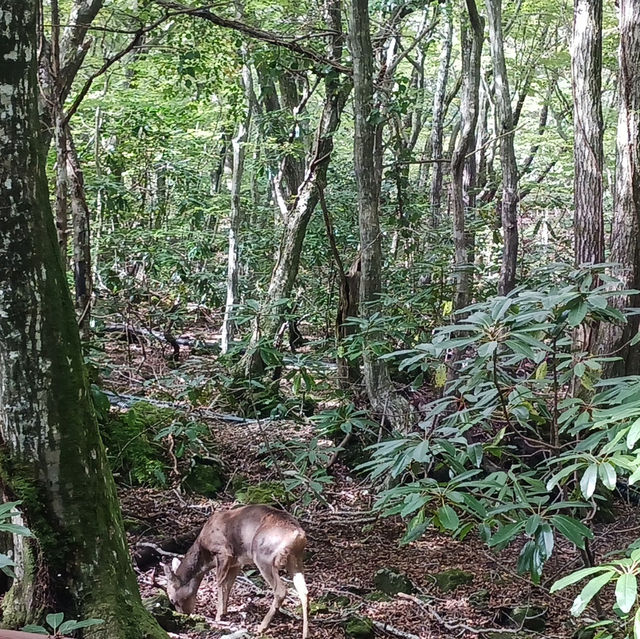 🌿 한라산 백록담, 그 아름다운 순간 🌿