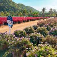 Hokkaido Flower Park Khao Yai 