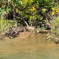 Daintree National Park, Queensland