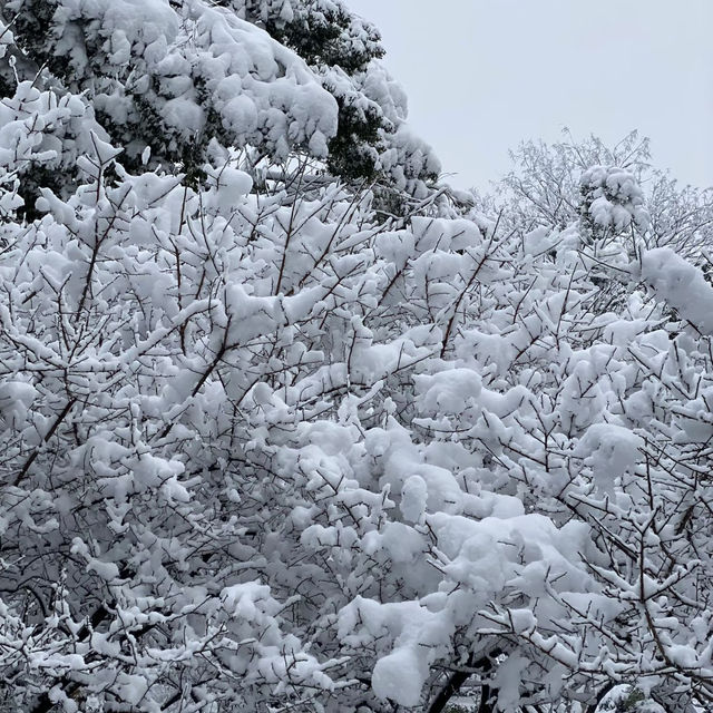 南湖公園：冬日仙境 ❄️🏞️