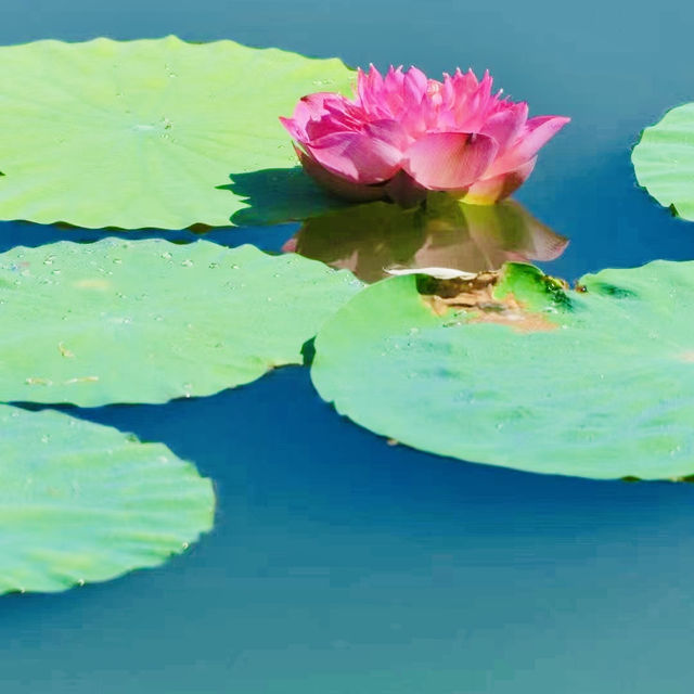 夏日當然要來廣州蓮花山賞蓮花啦