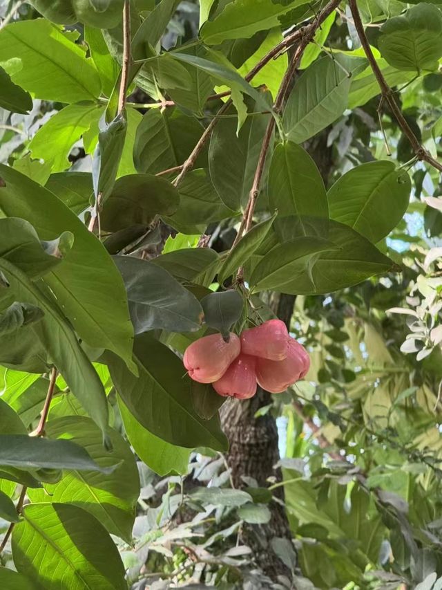 華南植物園。