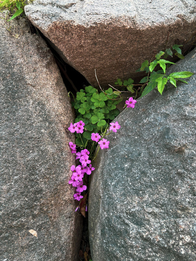 A Bit of Nature in Shanghai!