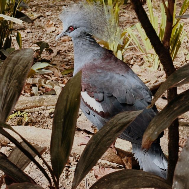 KL Bird Park, Kuala Lumpur