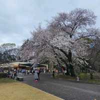 Chasing Japan Cherry Blossom Version 2024