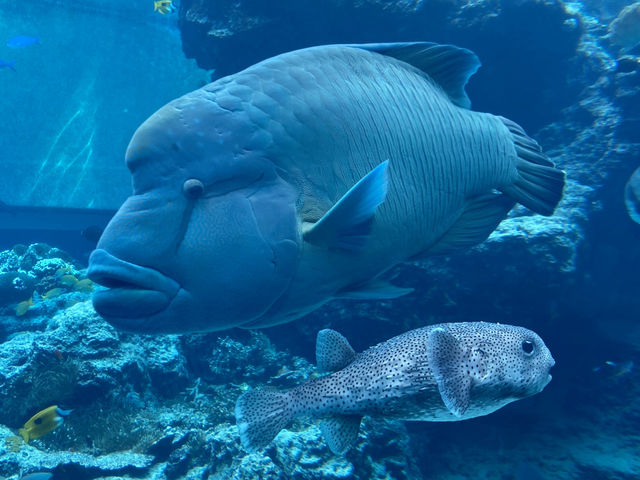 🌊沖繩美麗海水族館：世界最大水族箱與海豚表演的震撼之旅🐋