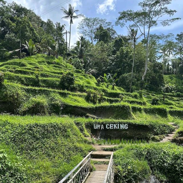 Bali Rice Terraces