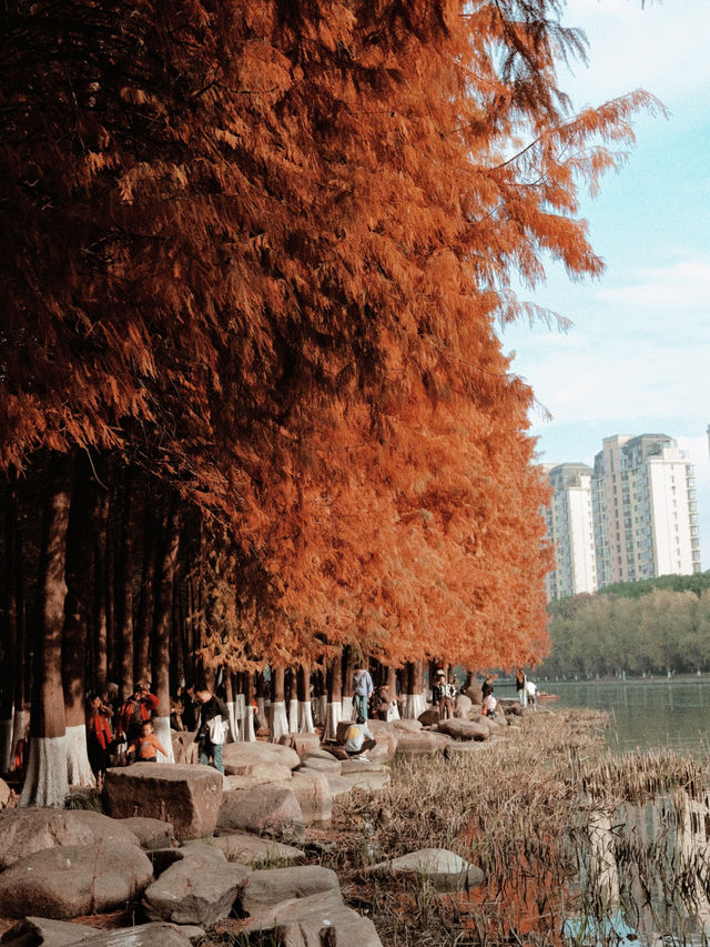 蘇州除了園林還有水杉｜蘇州紅杉一日遊路線