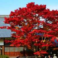 Fall colors in the temples of Japan