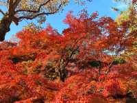 京都賞楓頂流之一：東福寺