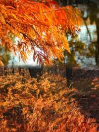 南京的「莫奈花園」｜明孝陵