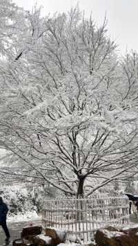 當橘子洲遇上雪