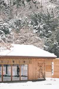 北海道神宮⛩️迎來一場純淨美麗的雪