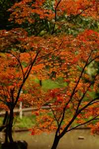 重慶中華美德公園的