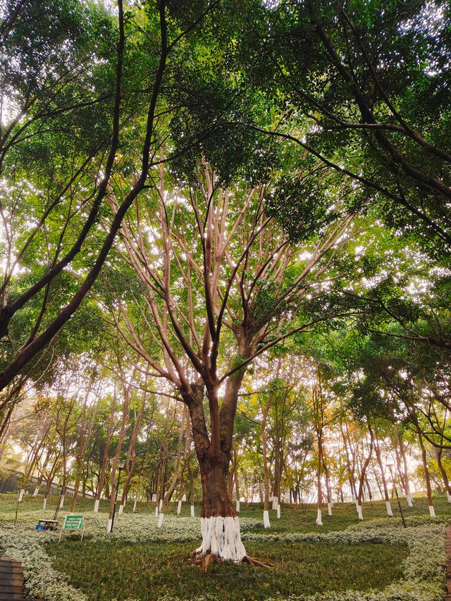 重慶公園巡禮之龍頭寺公園