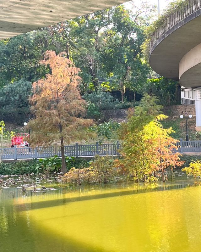 洪湖公園，落羽杉紅透半邊天