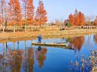 筆直的樹幹撐起一樹樹熱烈的紅~~青西郊野公園水杉林