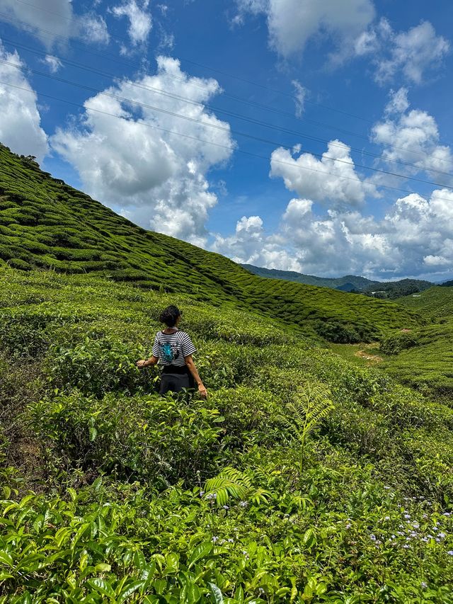 The amazing valleys of the Cameron Highlands