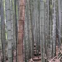 Lose yourself in a magical bamboo forest 