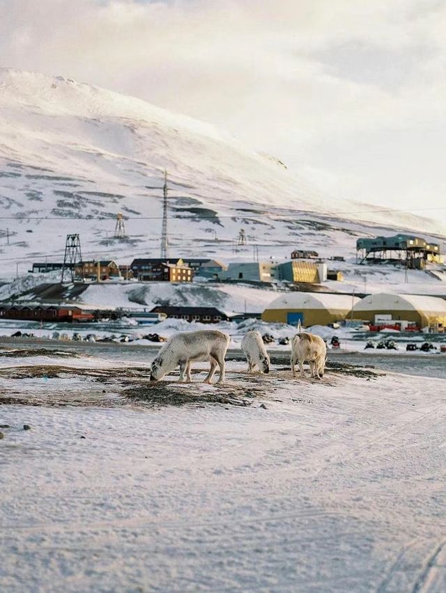 斯瓦爾巴：挪威極北的冰雪奇景與野生動物天堂🌨️🐻