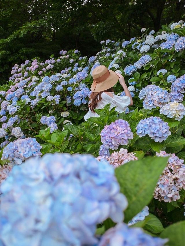 【三重】東海地区最大！！見渡す限り広がるカラフルなあじさい園が絶景すぎる🩷💜