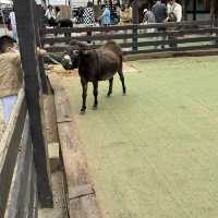 廢物媽媽農場，近距離接觸友善動物