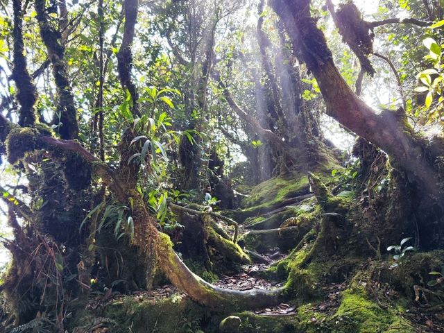 Exploring the Enchanting Mossy Forest in Cameron Highlands 🌿✨