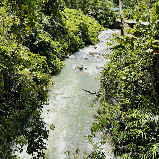 Above the Trees: Thrills and Views at Poring Canopy Walkway!