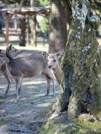 A Magical Encounter with Deer at Kasuga Taisha