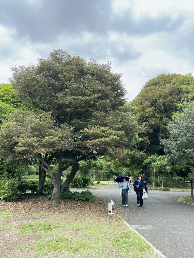 Discover Serenity at Shinjuku Gyoen, Tokyo’s Urban Escape