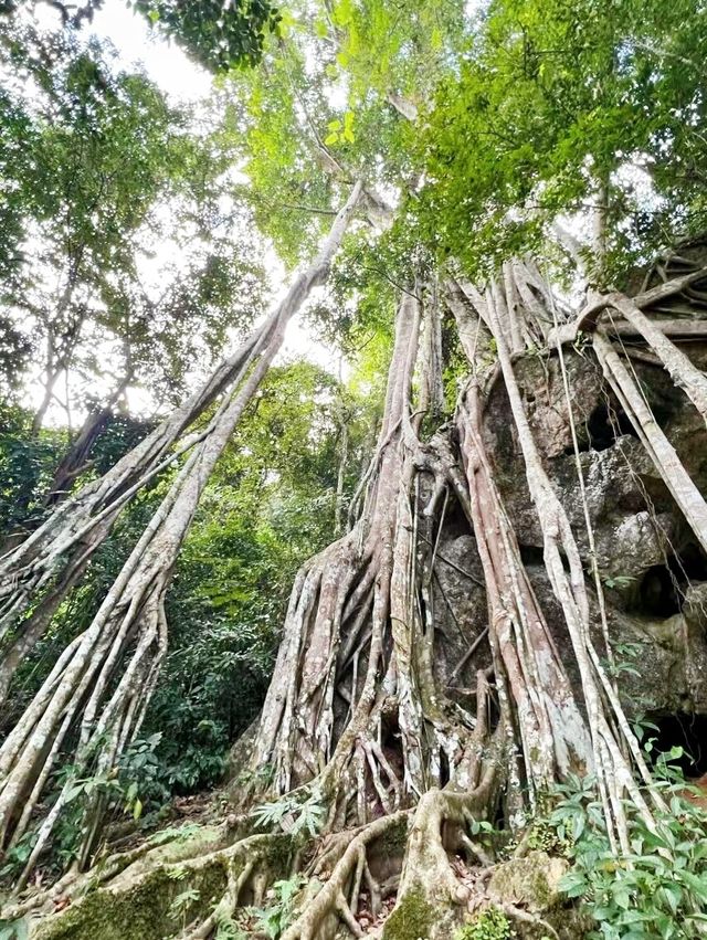 動物園你去過，那植物園你來過嗎？。