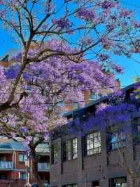 Chasing Jacarandas in Sydney