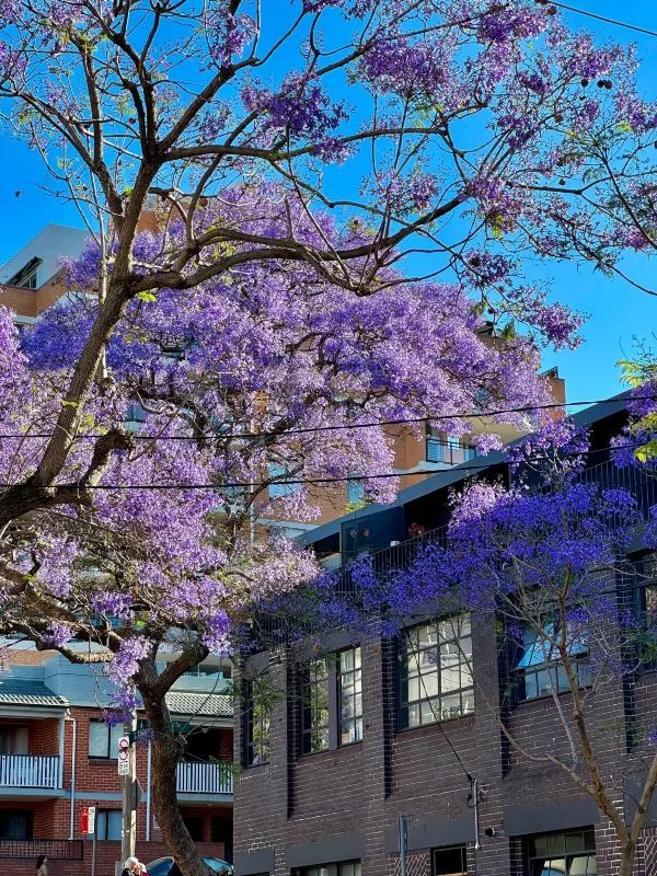 Chasing Jacarandas in Sydney