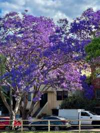 Chasing Jacarandas in Sydney