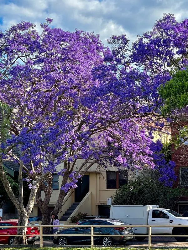 Chasing Jacarandas in Sydney