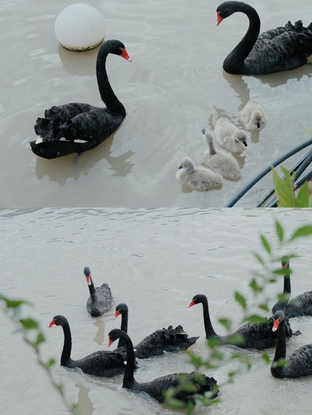 去了十次上海野生動物園的心得攻略。