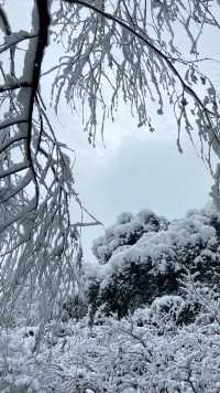 當橘子洲遇上雪